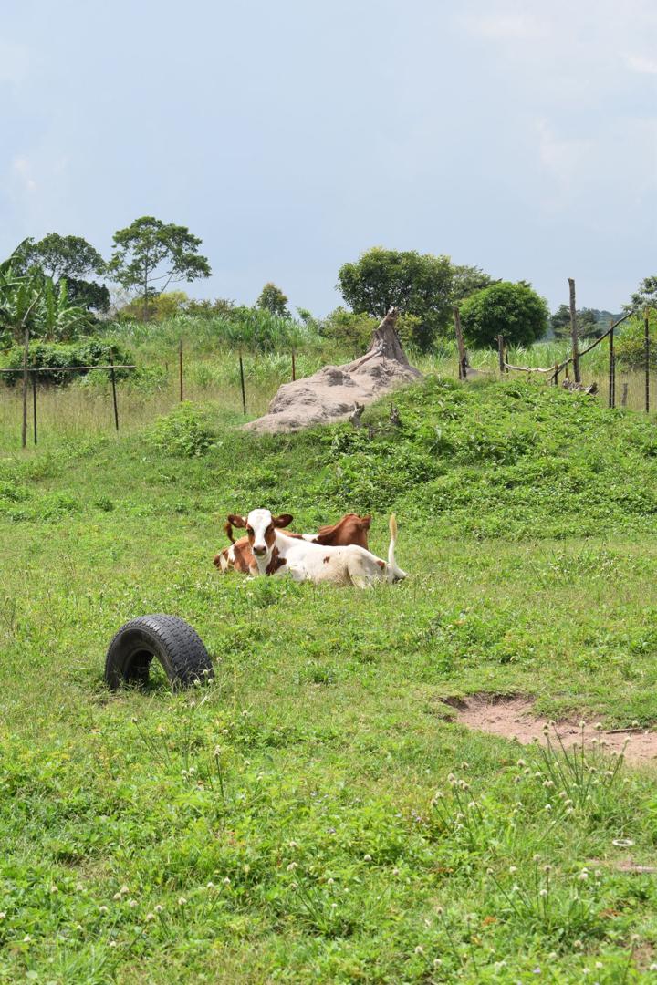 Community Health Insurance