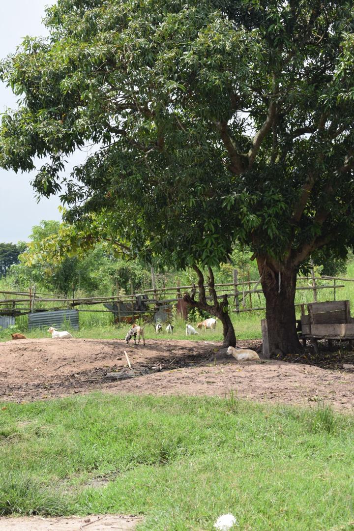 Maternal Health Financing