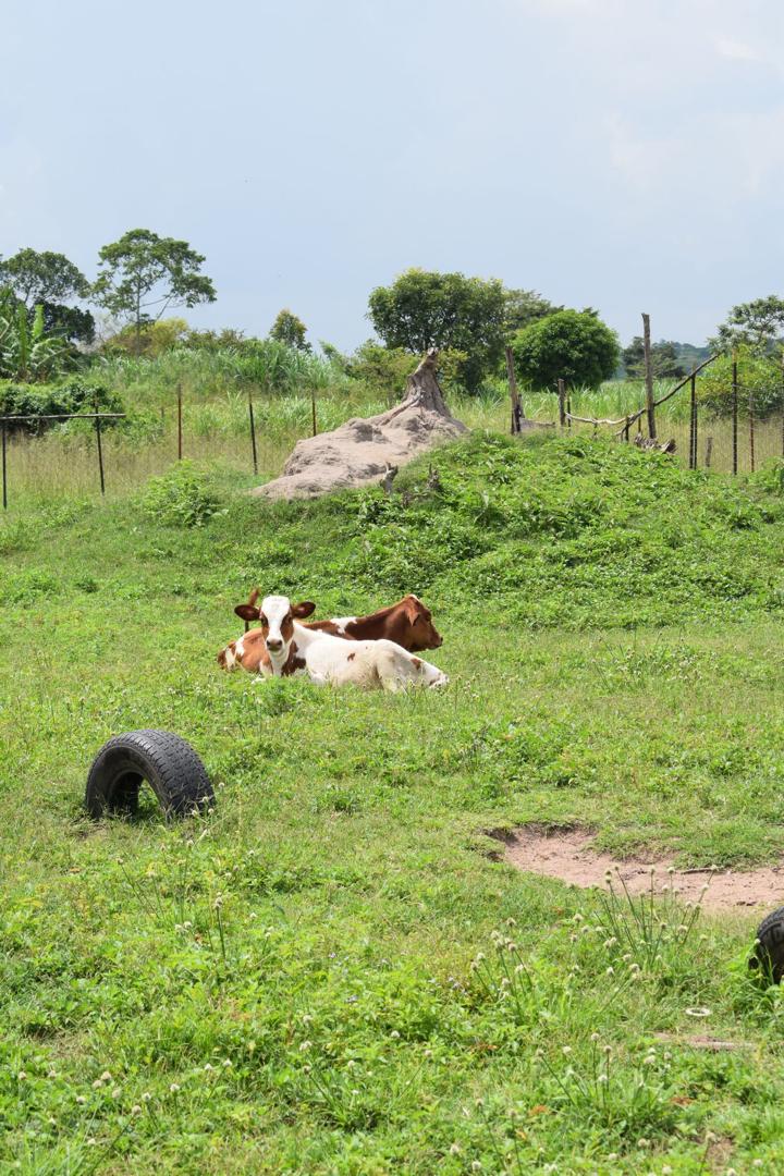 Mental Health Access